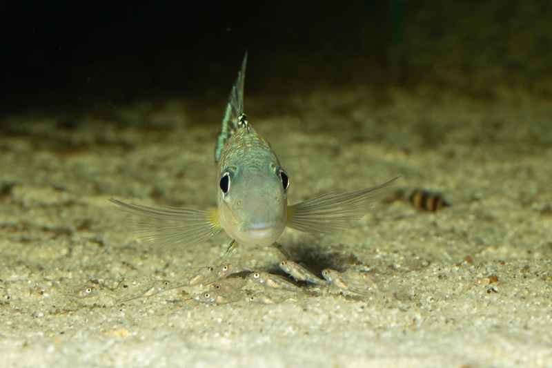 Xenotilapia papilio 'Tembwe Deux'